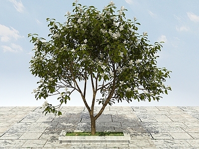 现代办公桌 大树开花植物
