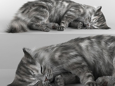 现代爬行类动物 现代动物花猫