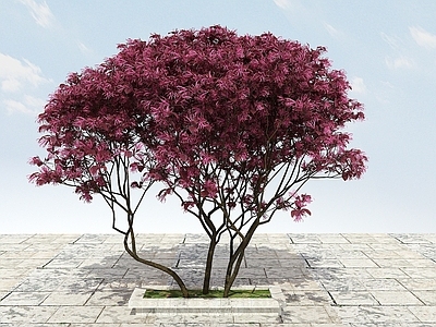 现代办公桌 大树开花植物
