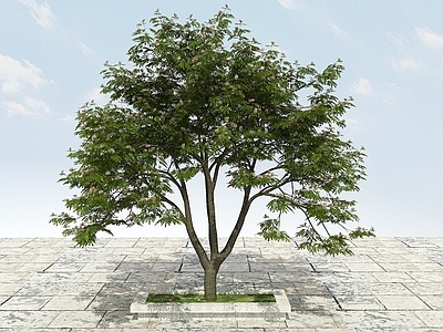 现代办公桌 大树开花植物