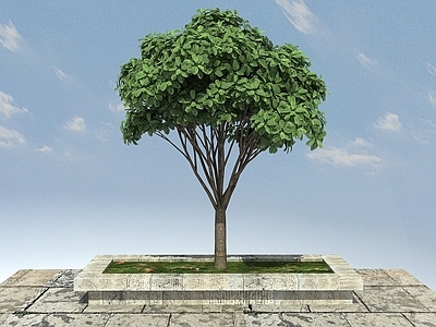 现代办公桌 虎克榕景观植物