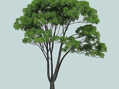 现代办公桌 小叶樟景观植物