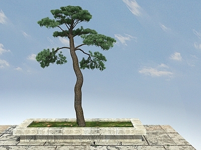 现代办公桌 黑松景观植物