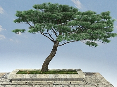 现代办公桌 黑松景观植物