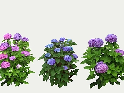 花草 2D绣球无尽夏 花架花草 花境 花箱花草 花坛花草