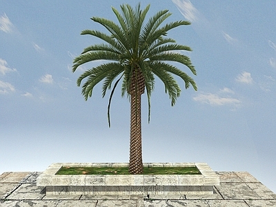 现代办公桌 加纳利海枣景观植物