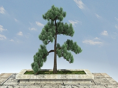现代办公桌 五针松景观植物