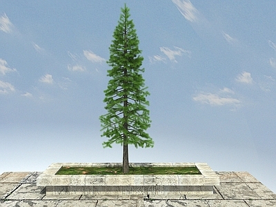 现代办公桌 落叶杉景观植物