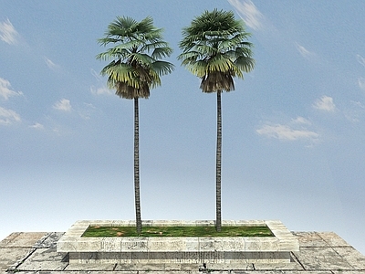 现代办公桌 扇棕景观植物