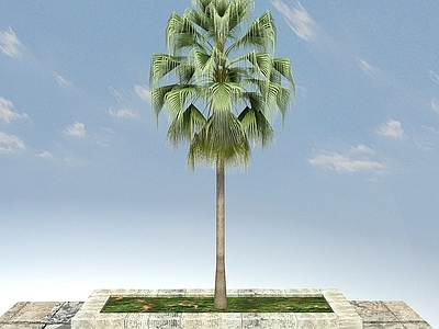现代办公桌 蒲葵景观植物