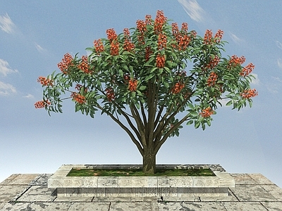 现代办公桌 鸡冠刺桐景观植物