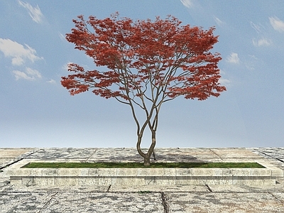 现代办公桌 观赏植物红枫