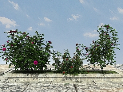 现代办公桌 开花植物