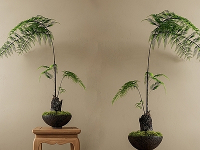 盆栽 苔藓蕨类盆景