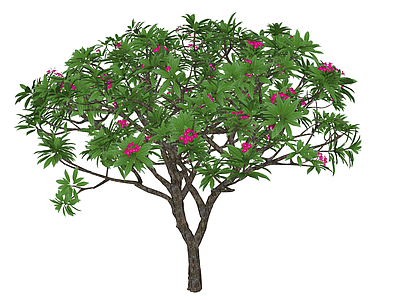 灌木 灌木球 盆栽灌木 鸡蛋花 开花灌木