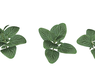 花草 花境 盆栽花草 白网纹草