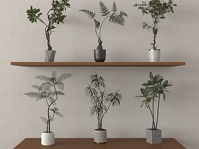 盆栽 盆栽盆景 现代盆栽植物