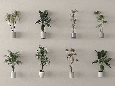 盆栽 盆栽盆景 现代盆栽植物