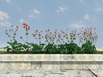 现代办公桌 开花植物
