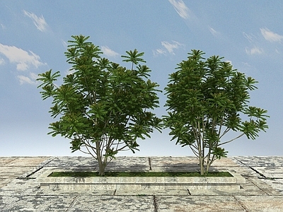 现代办公桌 有层次植物