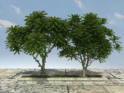 现代办公桌 有层次植物