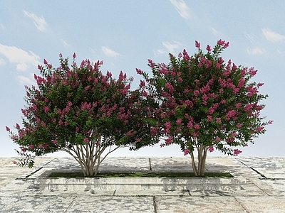 现代办公桌 紫微景观植物开花
