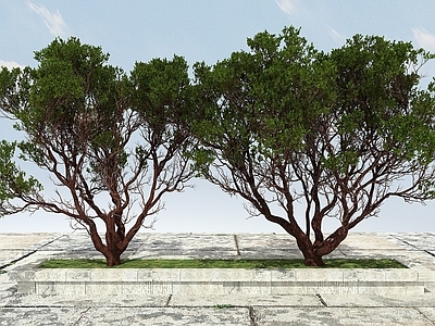 现代办公桌 有造型景观大植物
