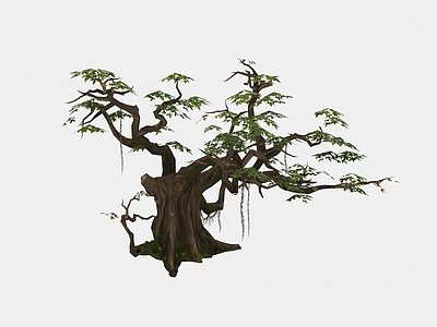 现代佛龛 现代植物小藤树木