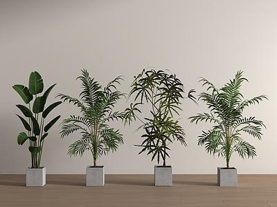 盆栽 盆栽 绿植盆栽 植物组合