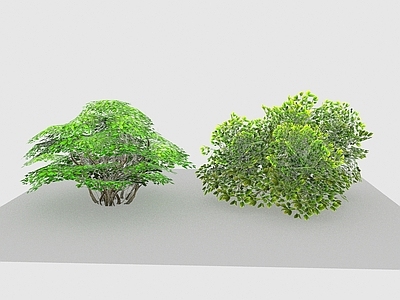 现代佛龛 现代植物野花杂草