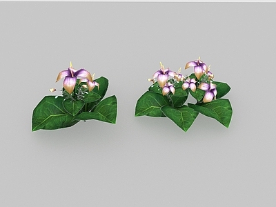 现代佛龛 现代植物花草野花野草