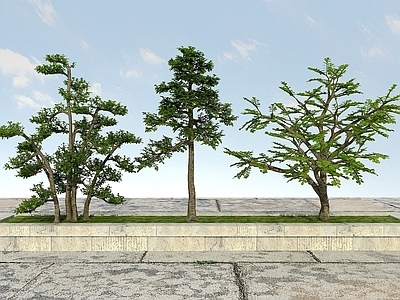 现代办公桌 大树植物
