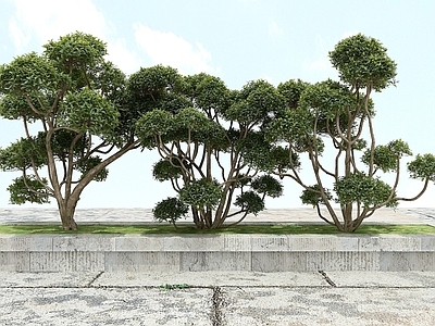 现代办公桌 景观绿化观赏植物
