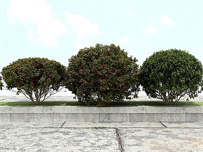 现代办公桌 景观绿化观赏植物