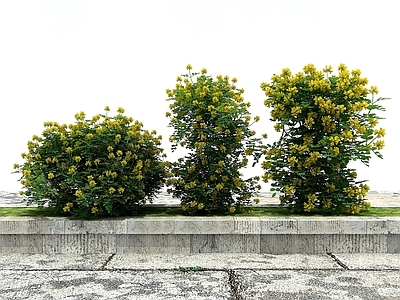 现代办公桌 景观绿化观赏植物