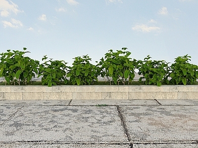 现代办公桌 疏菜类植物