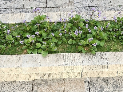 现代办公桌 花草景观植物