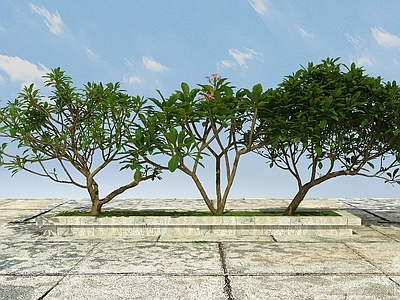 现代办公桌 景观树开花植物