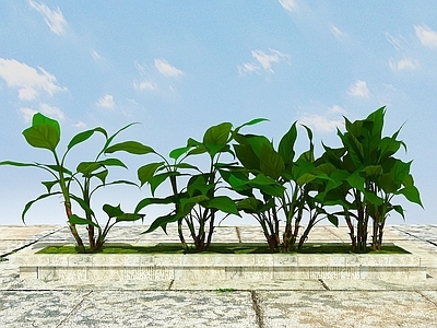 现代办公桌 室内外景观植物