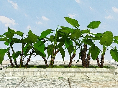 现代佛龛 室内外景观植物