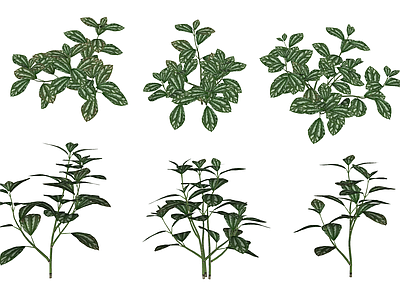花草 花境 盆栽花草 花叶冷水花 冰水花 花叶荨麻