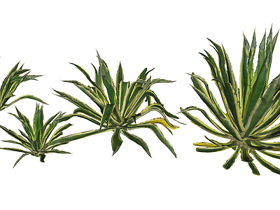 花草 花境 盆栽花草 龙舌兰
