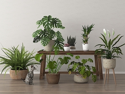 盆栽 植物盆栽组合 盆栽盆景