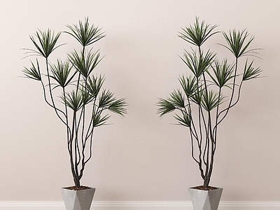 盆栽 植物盆栽组合 盆栽盆景