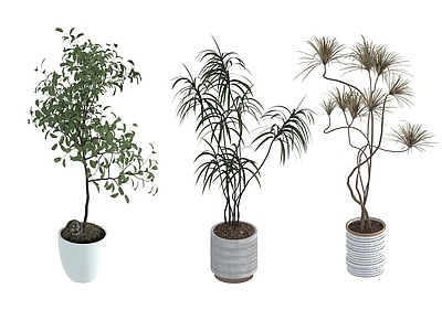 盆栽 家装绿植盆栽