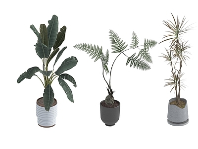 盆栽 家装绿植盆栽