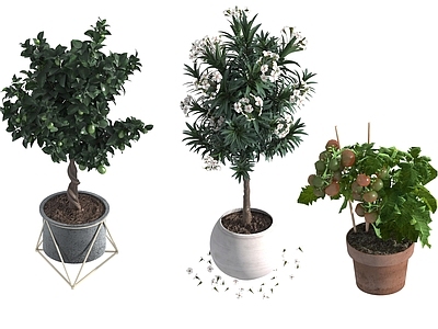 盆栽 家装绿植盆栽