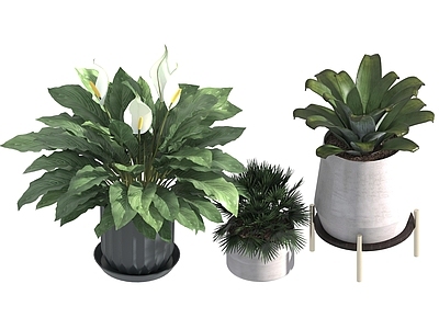 盆栽 家装绿植盆栽