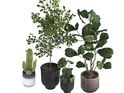 盆栽 家装绿植盆栽
