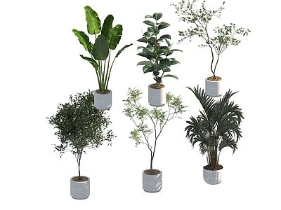 盆栽 家装绿植盆栽